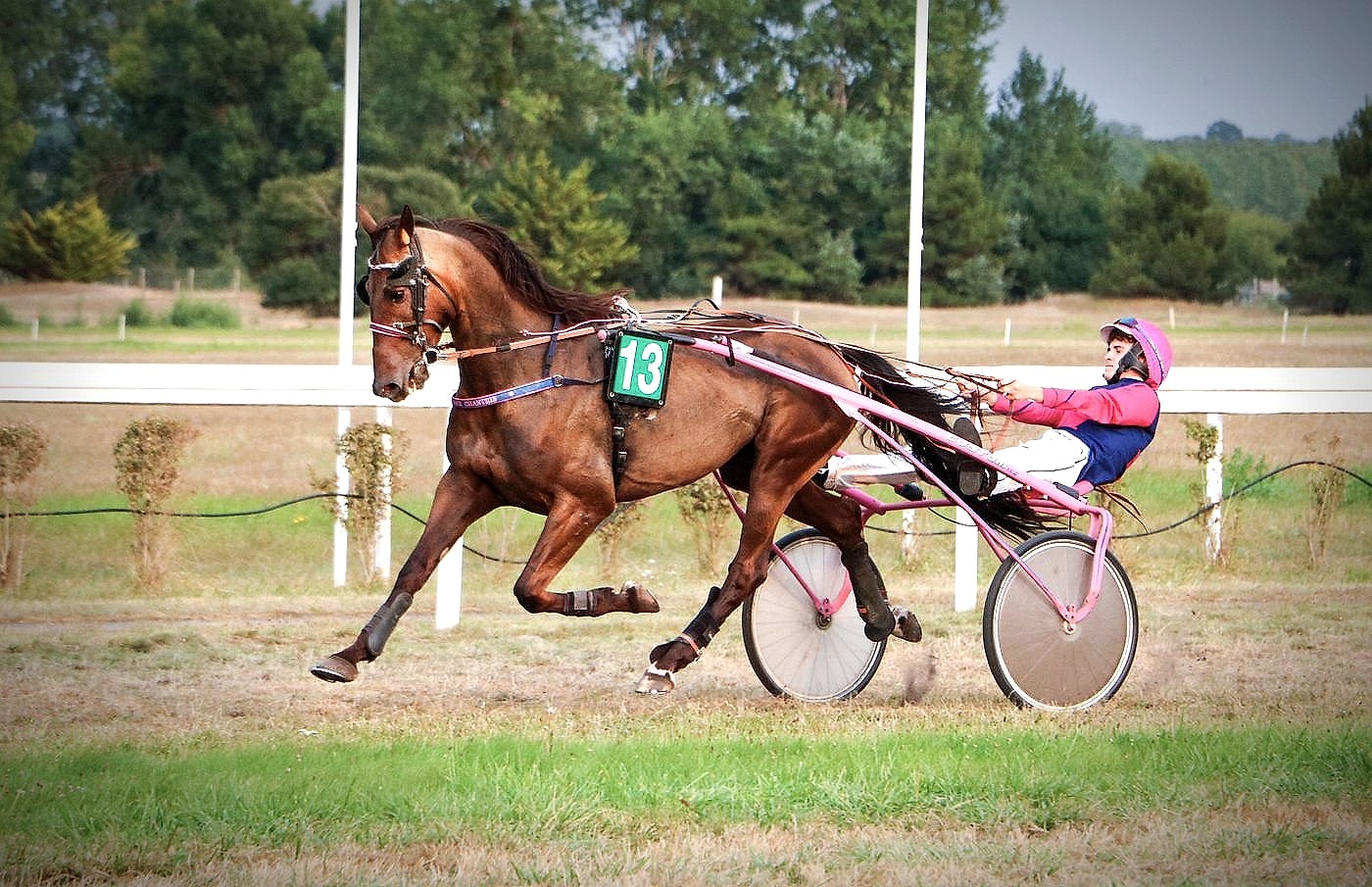 A standardbred trotter pulling a driver in a two-wheeled sulky during a harness race